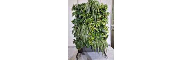 Raumteiler / Greenwall