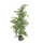 Ficus ben. Golden King 150 22/19
