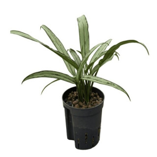 Aglaonema com. Cutlass (silber-grün, schmal) 40 15/19 - LV -7