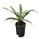 Aglaonema com. Cutlass (silber-grün, schmal) 40...
