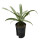 Aglaonema com. Cutlass (silber-grün, schmal) 40 15/19 - LV -7