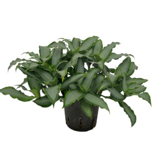 Murdannia loriformis Bright Star 13/12