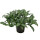 Murdannia loriformis Bright Star 13/12