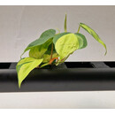 PENDULARIS-RAPID - Philodendron scandens variegata