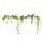 PENDULARIS-RAPID - Philodendron scandens