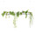 PENDULARIS-RAPID - Philodendron White Masure