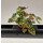 PENDULARIS-ROYAL - Begonia in Sorten