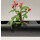 PENDULARIS-ROYAL - Euphorbia millii