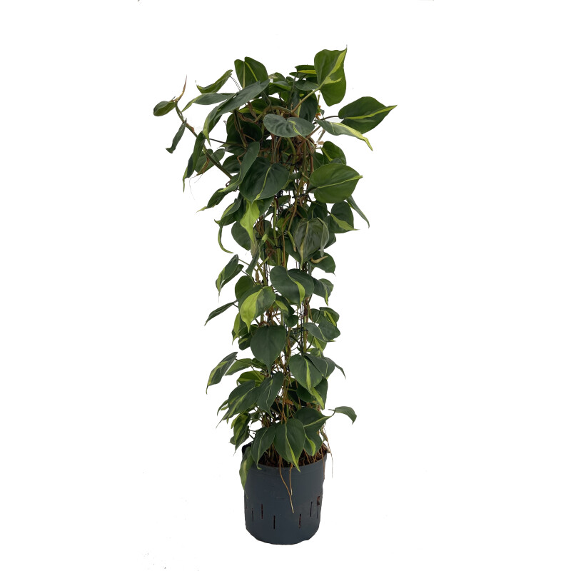 ficus sagittata variegata Ficus Sagittata Variegated – Plantamani Plants main image 1
