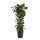 Philodendron scandens variegata am Gitterrohr 120 22/19 - LV-8