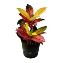 Codiaeum var. Iceton 30-40 15/19 - LV-2