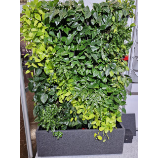 PlantaNova Smart Wall 120x40/160 beidseitig mit 84x PlantaNova bestückt.