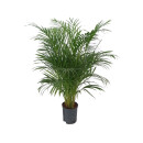 Chrysalidocarpus lutescens (Areca) 120 18/19 - LV-3