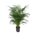 Chrysalidocarpus lutescens (Areca) 120 22/19 - LV-3