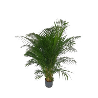 Chrysalidocarpus lutescens (Areca) 180 32/19 - LV-3