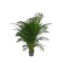 Chrysalidocarpus lutescens (Areca) 180 32/19 - LV-3