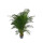 Chrysalidocarpus lutescens (Areca) 180 32/19 - LV-3