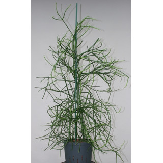 Euphorbia Thirucalli 100-110 22-28/19