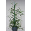 Euphorbia Thirucalli 130-140 22-28/19