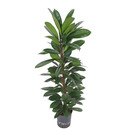 Ficus cyathistipula 120 18/19 - LV-4