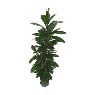 Ficus cyathistipula 150 22/19 - LV 4