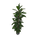 Ficus cyathistipula 150 22/19