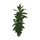 Ficus cyathistipula 180-200 22-32/19 - LV-4