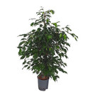 Ficus ben. Danielle 120 18/19 - LV-3