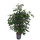 Ficus ben. Danielle 120 18/19 - LV-3