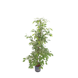 Ficus ben. Golden King 120 18/19