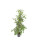 Ficus ben. Golden King 120 18/19