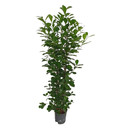 Ficus moclame 2pp 120 22/19 - LV-4