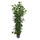 Ficus moclame 2pp 120 22/19 - LV-4