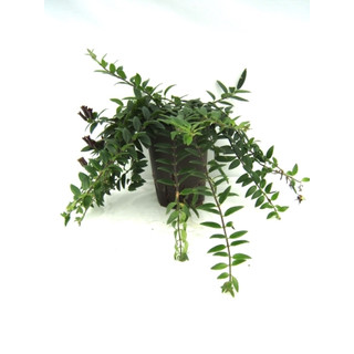 Aeschynanthus lobbianus grün 15/19 - LV-3