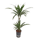 Dracaena der. Warneckii 45/15 100 15/19
