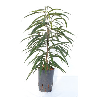 Ficus lon. Allii  80-90 15/19 - LV-3