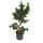 Ficus retusa microcarpa Bonsai S 80 22/19 - LV-3