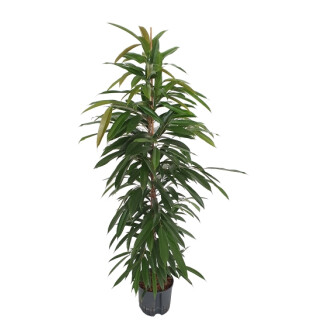 Ficus lon. Amstel King 180 22/19