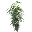 Ficus lon. Allii  120 18/19 - LV-3