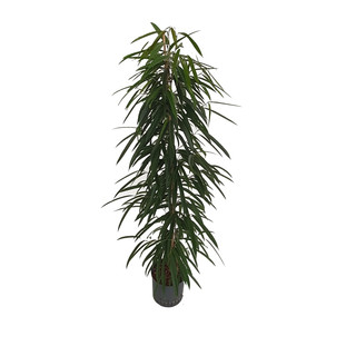 Ficus lon. Allii  150 22/19 - LV-3