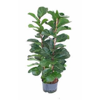 Ficus lyrata bambino 3pp 120 25/19