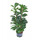 Ficus lyrata bambino 3pp 120 25/19