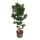 Ficus retusa microcarpa Bonsai S 90-100 28-32/19 - LV-3