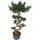 Ficus retusa microcarpa Bonsai S 110-120 28-32/19 - LV-3