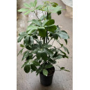 Schefflera arboricola Tuff II 60-80 15/19 - LV-5