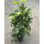 Schefflera arb. Gold Capella Tuff II 50-60 15/19