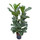 Ficus lyrata Tuff II 120-130 18/19 - LV-4