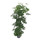 Schefflera arboricola Tuff III 120-130 18/19 - LV-5