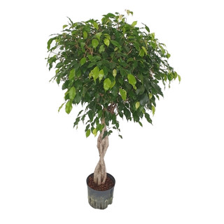 Ficus ben. Exotica Stamm geflochten 130 22/19 (Krone 50cm) - LV-2