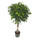 Ficus ben. Exotica Stamm geflochten 130 22/19 (Krone 50cm) - LV-2